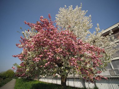 iki renkli prunus kanzan ve yoshino kiraz ağacı