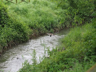 Erkek yaban ördeği yeşillikte nehirin üzerinde uçuyor.