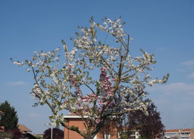 iki renkli prunus kanzan ve yoshino kiraz ağacı