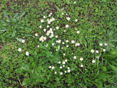 Papatyalar ve yoncalar arka plan olarak kullanışlı