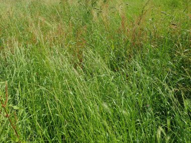 yeşil çayır çimleri arka plan olarak kullanışlıdır