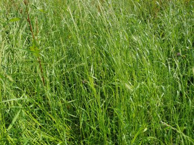 yeşil çayır çimleri arka plan olarak kullanışlıdır