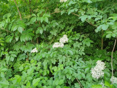 Sanbucus ağacı ve beyaz mürver çiçekleri
