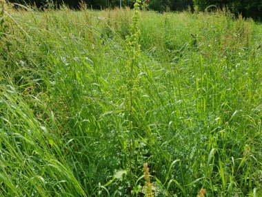 yeşil çayır çimleri arka plan olarak kullanışlıdır