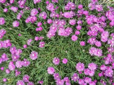 Arkasında buzul tresco mor çiçekler bilimsel adı Lampranthus spectabilis