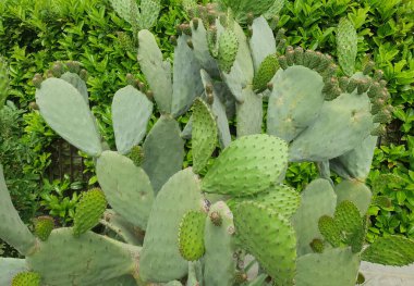 Hint inciri opuntia kaktüsü bilimsel adı Opuntia ficus indica
