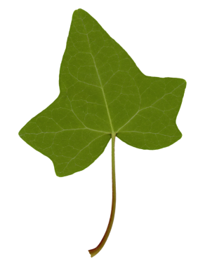 sarmaşık hedera yaprağı alt tarafı şeffaf PNG