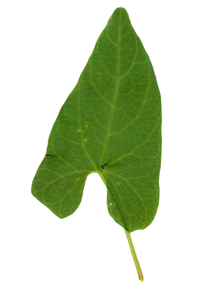 Çit yosunu bitki bilimcisi. isim Calystegia sepium transparan