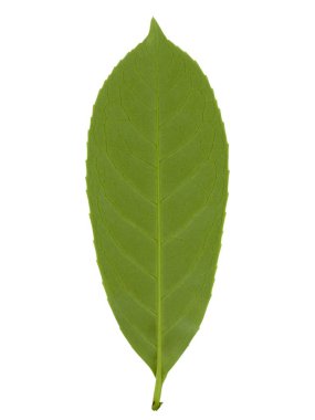 Kiraz yaprağının alt tarafı, nam-ı diğer İngiliz defne veya yaygın defne bilimsel adı Prunus laurocerasus beyaz arkaplan üzerinde izole edilmiş.