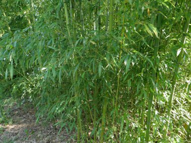yeşil bambu ağaçları arka plan olarak kullanışlıdır