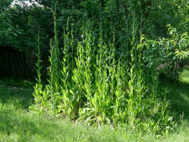 Asteraceae familyasının sık rastlanan hindiba bitkisi.