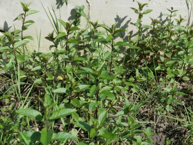 Naneli bitki bilimsel adı Mentha piperita beton duvar arka planında