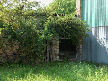 Eski duvar ve ahşap kapı bitkilerle kaplanmış.