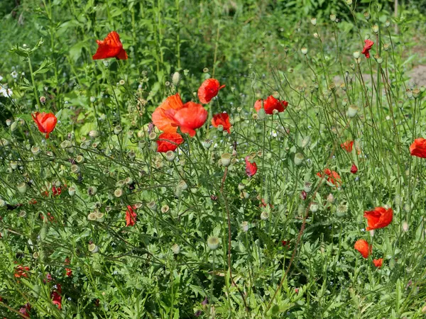 arka plan olarak kullanışlı kırmızı gelincikler alanı