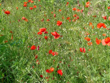 arka plan olarak kullanışlı kırmızı gelincikler alanı