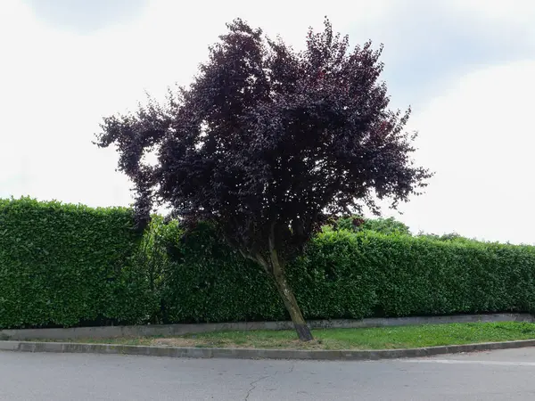 Çitin önünde eğilmiş yalnız bir ağaç.