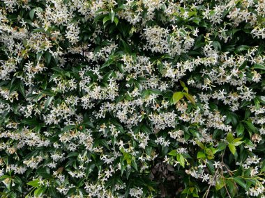 Yasemin bitkisinin bilimsel adı Jasminum officinale