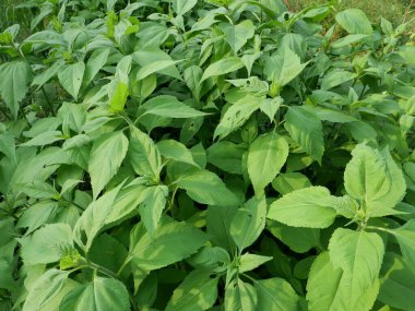 Kudüs enginar bitkisi bilimsel adı Helianthus tuberosus