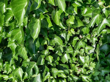 sarmaşık bilimsel adı Hedera bitki bir arka plan olarak kullanışlı