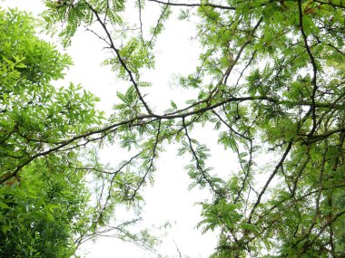 Keçiboynuzu yaprakları gökyüzüne karşı arka plan olarak kullanışlı