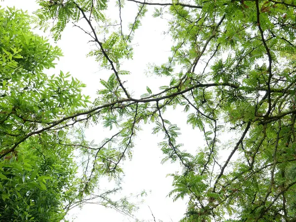 Keçiboynuzu yaprakları gökyüzüne karşı arka plan olarak kullanışlı