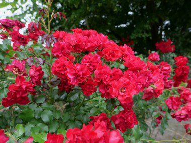 Kırmızı gül çalıları arka plan olarak kullanışlı