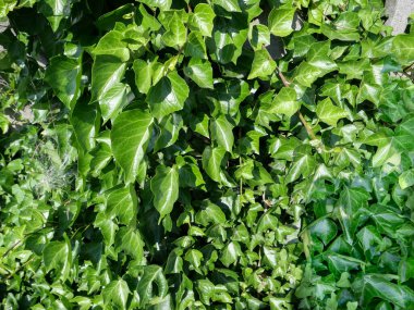 sarmaşık bilimsel adı Hedera bitki bir arka plan olarak kullanışlı