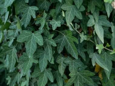 sarmaşık bilimsel adı Hedera bitki bir arka plan olarak kullanışlı