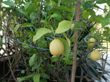Sarı limon bilimsel adı Citrus limon bitkisi
