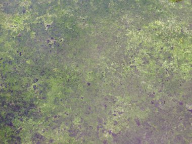 Arkaplan olarak kullanışlı gri beton dokusu üzerine endüstriyel yosun