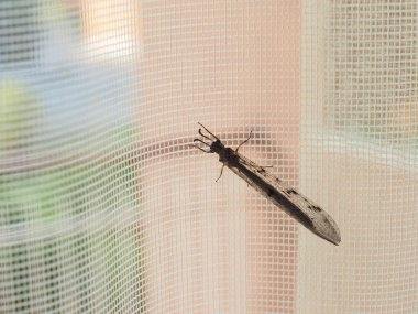 Uzun boynuzlu karınca böcek bilimsel adı Distoleon tetragrammicus