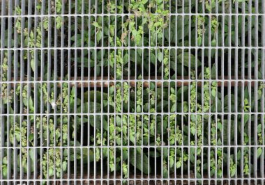 Rögar kapağı manzarasında çimenler büyüyor.