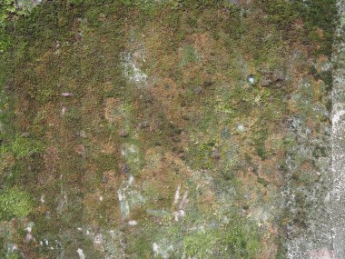 Arkaplan olarak kullanışlı yeşil yosun içeren endüstriyel gri beton doku