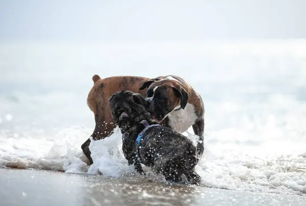 Two Domestic Dogs Fighting Playing Wather Beach Stock Picture