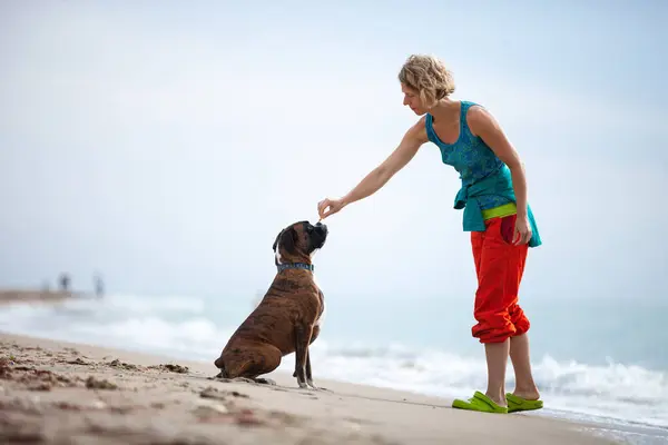 Young Woman Giving Command Boxer Dog Dog Listening Her Obeying Stock Image