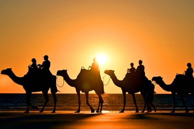 Sahilde yürüyen develer..