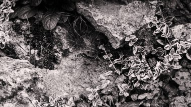 Güzel yeşillikler arasında taş ve taş heykellerden yapılmış bahçe süslemeleri.