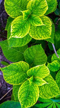Muhteşem yeşil ve kırmızı sulu bitki. Açık havada yetişen dayanıklı bitkiler. Sıcak iklim, tropikal bitki. Kireç yeşili kırmızıyla karıncalanmış. Egzotik bitkileri olan Avrupa bahçesi.