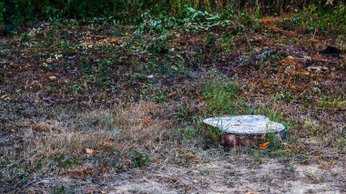 Sawn Big Pine ve Spruce 'un orman endüstrisi için ağaç kabuklarını açtığı yaz ormanındaki büyük odun yığınıyla arka plan.