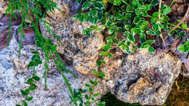 Güzel yeşillikler arasında taş ve taş heykellerden yapılmış bahçe süslemeleri..