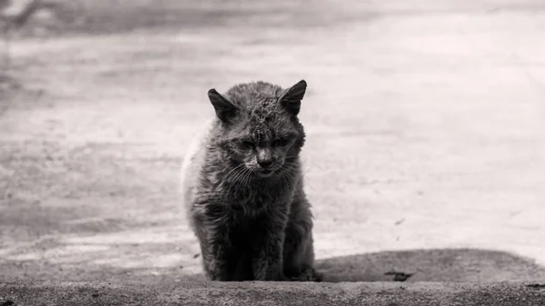 Very Sad Stray Shorthair Cat Lies Yard — Stock Photo, Image