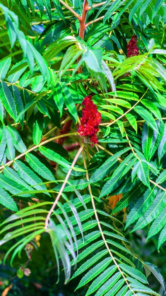 Wspaniała Zielono Czerwona Soczysta Roślina Twarda Roślina Rosnąca Zewnątrz Gorący — Zdjęcie stockowe