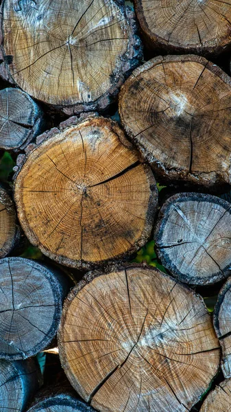 Sawn Big Pine Spruce Orman Endüstrisi Için Ağaç Kabuklarını Açtığı — Stok fotoğraf