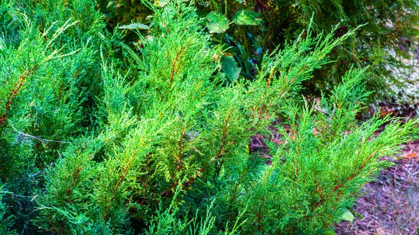 Wspaniała Zielono Czerwona Soczysta Roślina Twarda Roślina Rosnąca Zewnątrz Gorący — Zdjęcie stockowe