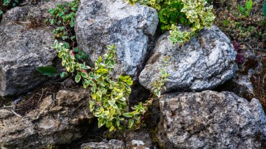 Güzel yeşillikler arasında taş ve taş heykellerden yapılmış bahçe süslemeleri..
