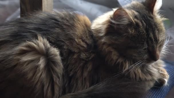 Gato Bonito Dormindo Lado Janela — Vídeo de Stock
