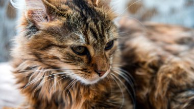 Gri çizgili bir evcil kedinin yakın plan portresi. Veteriner klinikleri, kediler ve kedi maması siteleri için görüntü.