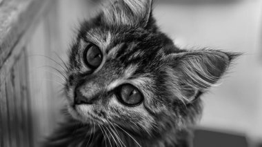 Gri çizgili bir evcil kedinin yakın plan portresi. Veteriner klinikleri, kediler ve kedi maması siteleri için görüntü.