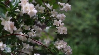 Video of jasmine flowers under rain, video