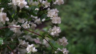 Video of jasmine flowers under rain, video